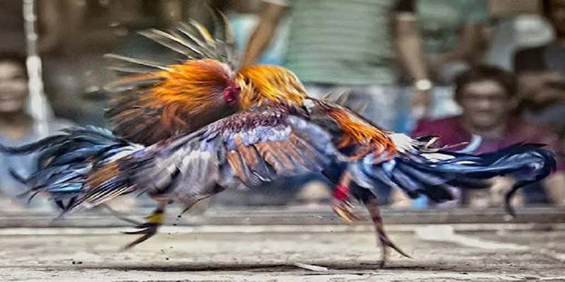 Giới thiệu đá gà dafabet
