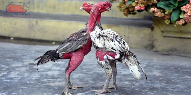Chiến thuật chơi đá gà tại dafabet