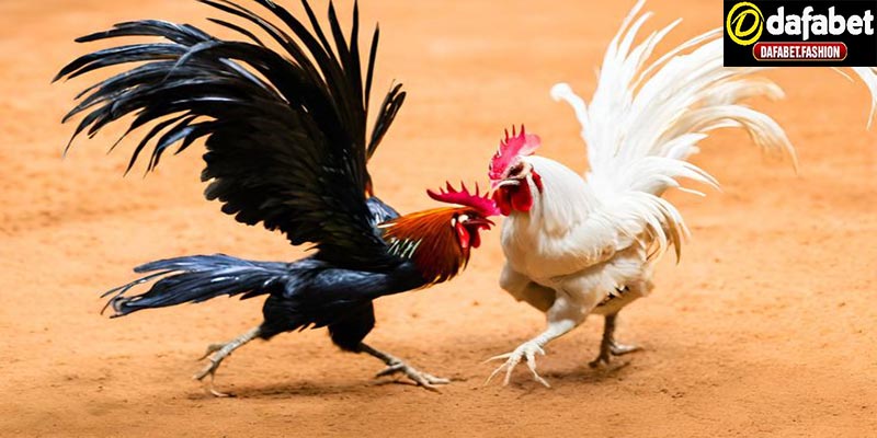 Đôi nét về đá gà thomo