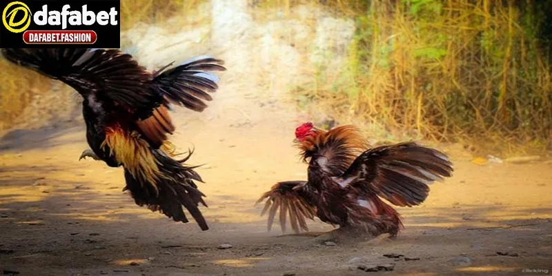 Đá gà cựa sắt dafabet