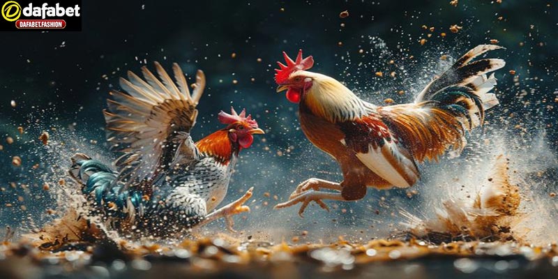 Cộng đồng đá gà thomo đông đảo