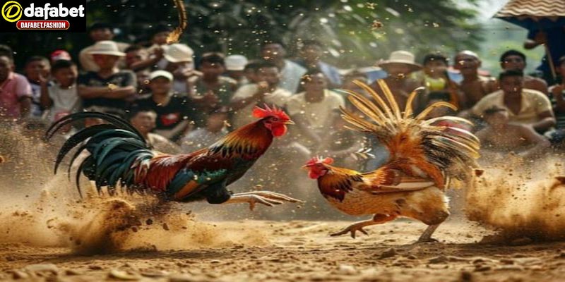 Đá gà thomo tại sảnh game Dafabet