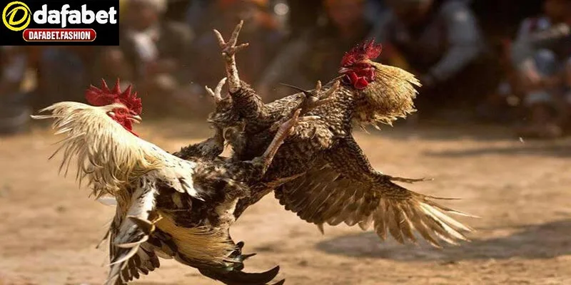 Cộng đồng đá gà cựa sắt đông đảo