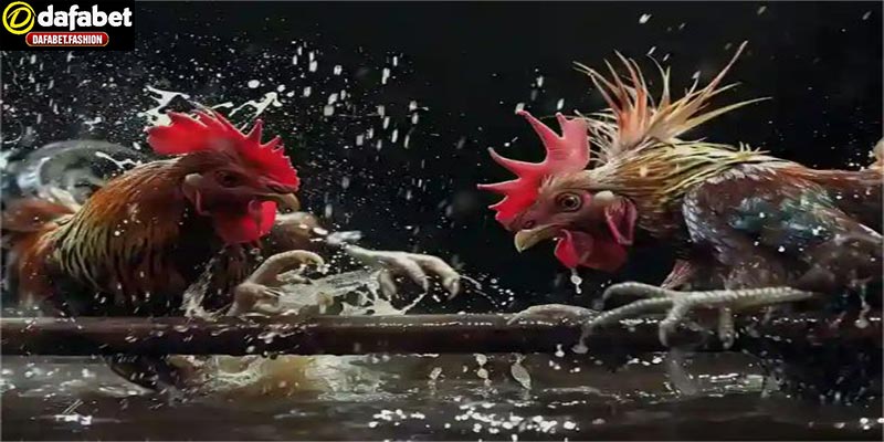 Nhà cái cá cược đá gà thomo uy tín nhất